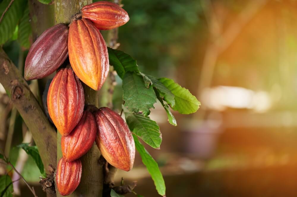 Cocoa Disease Detection